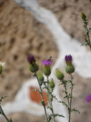 Cirsium rhaphilepis