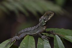 Enyalioides laticeps