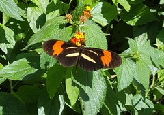 Heliconius erato phyllis
