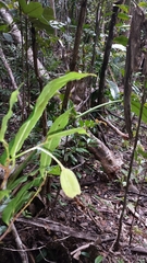 Nesogordonia crassipes