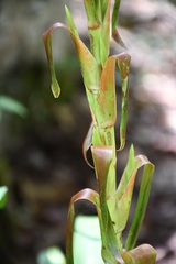 Tillandsia guatemalensis