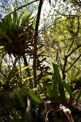 Tillandsia guatemalensis