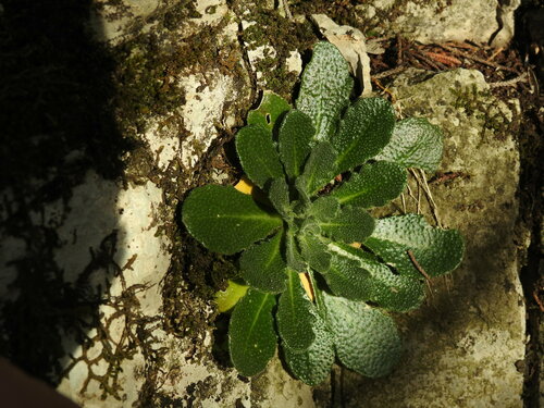 Arabis collina, photograph 6