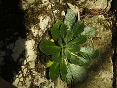 Arabis collina, photograph (c) Yves Bas, some rights reserved (CC BY)