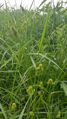 Carex stipata