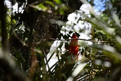 Tillandsia ponderosa