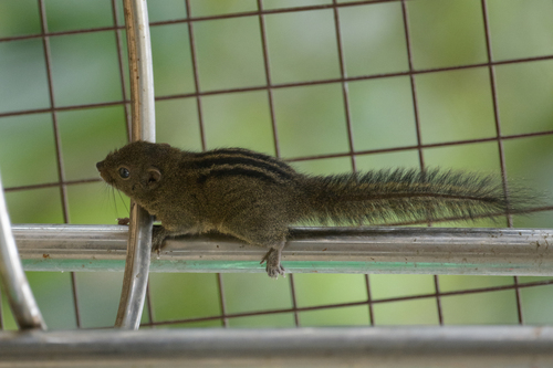 Nilgiri Palm Squirrel