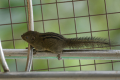 Dusky Palm Squirrel photo 5