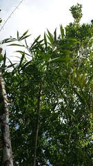 Dypsis psammophila