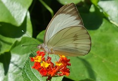 Ascia monuste orseis