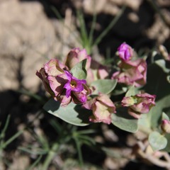 Mirabilis alipes