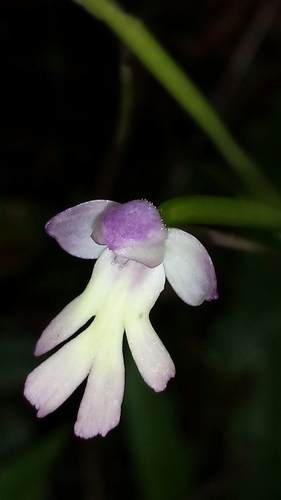 Cynorkis fastigiata