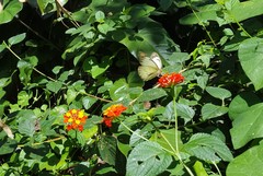 Ascia monuste orseis