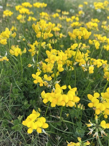 bird's-foot trefoil