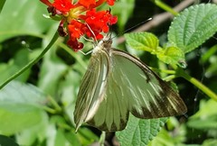 Ascia monuste orseis