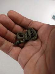 Thamnophis elegans vagrans