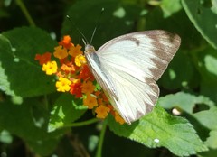 Ascia monuste orseis