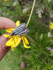 Ctenucha venosa