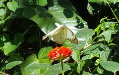 Ascia monuste orseis