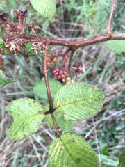 Rubus