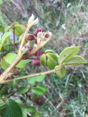 Rubus