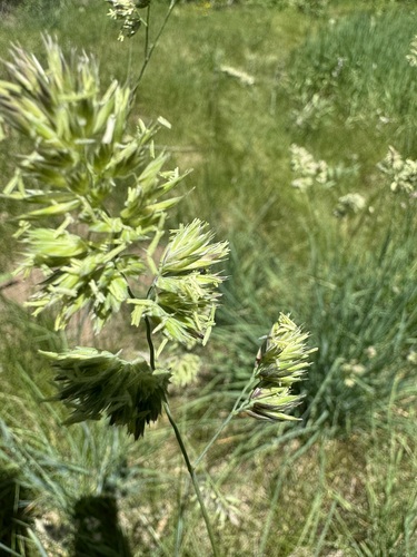 Dactylis glomerata observed 2024-07-09