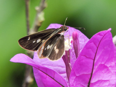 Vettius fantasos