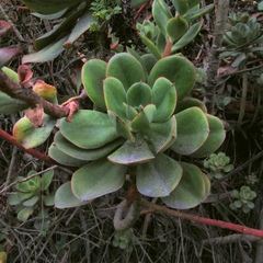 Echeveria quitensis