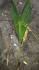 Dypsis