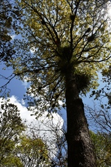 Quercus segoviensis