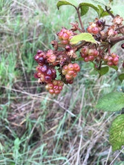 Rubus