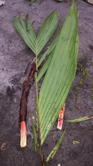 Dypsis