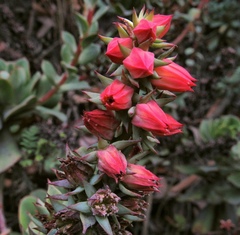 Echeveria quitensis