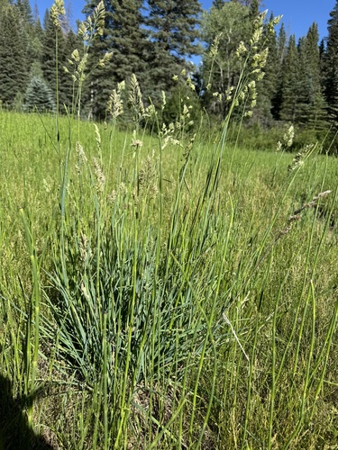 Dactylis glomerata observed 2024-07-09
