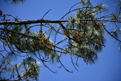 Arceuthobium globosum aureum