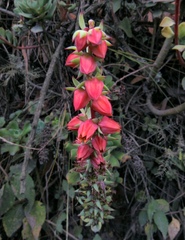 Echeveria quitensis