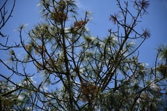 Arceuthobium globosum aureum