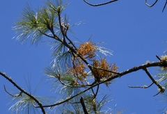 Arceuthobium globosum aureum