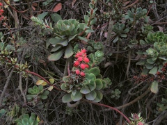 Echeveria quitensis