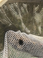 Acilius abbreviatus