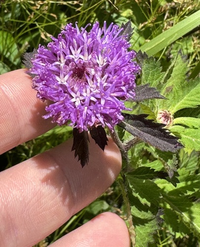 Centratherum punctatum, 2024-06-28