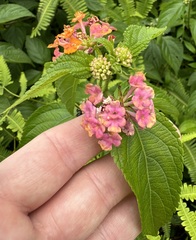 Lantana camara, recorded fruiting