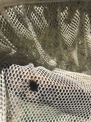 Acilius abbreviatus