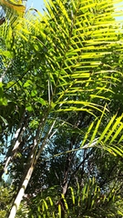 Dypsis psammophila