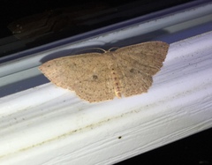 Cyclophora myrtaria