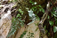 Asplenium praemorsum
