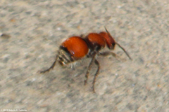 Pseudomethoca propinqua