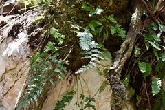 Asplenium praemorsum