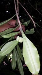 Euphorbia thouarsiana
