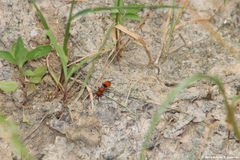 Pseudomethoca propinqua